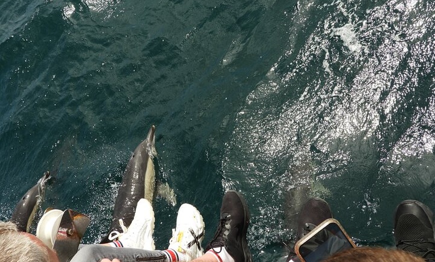 Image 4: Avistamiento de Delfines en Gibraltar desde la Costa Cádiz