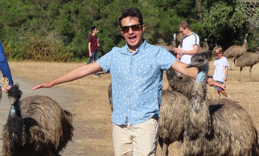 Image 11: Phillip Island Penguin Parade and Wildlife Tour from Melbourne