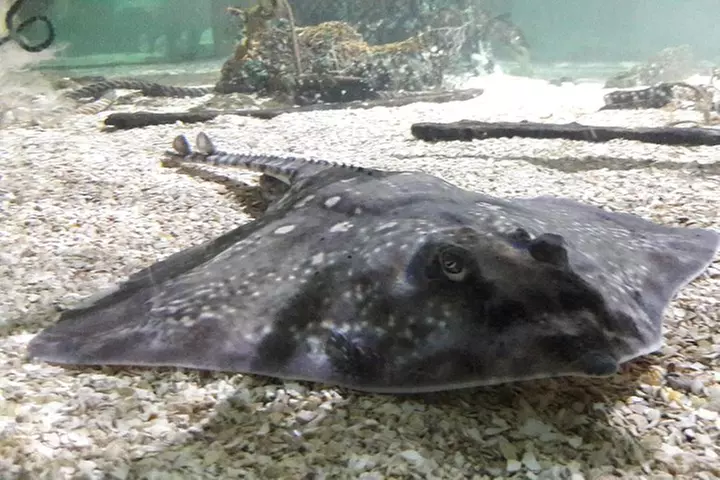 Entrada a Sealife Benalmádena - Primary Image