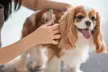 $25 For $50 Toward Any Dog Grooming Services - Second Medium