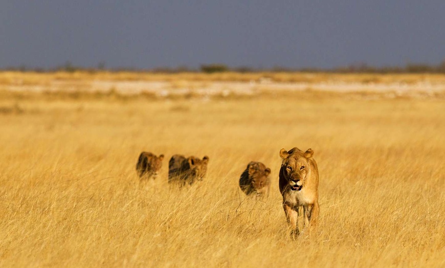 Image 2: ✈ TANZANIE | Du Kilimanjaro à Nairobi - Des hauteurs du Kilimandjar...