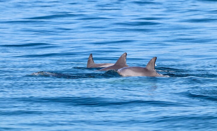 Image 9: Ocean Explorer Tour from Lake Macquarie