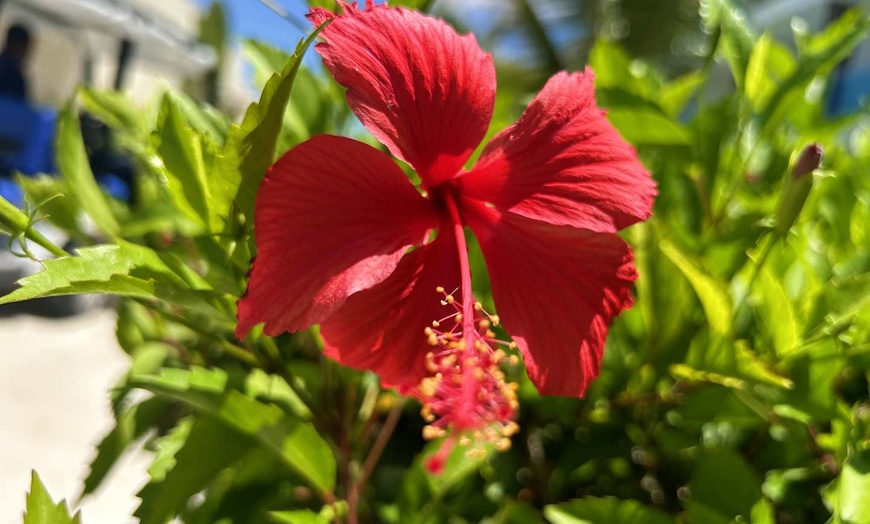Image 6: ✈ RÉPUBLIQUE DOMINICAINE | Punta Cana - L'essentiel de la Républiqu...