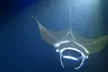 Manta Ray Snorkel Experience - Second Medium