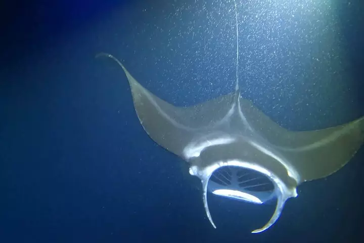 Manta Ray Snorkel Experience