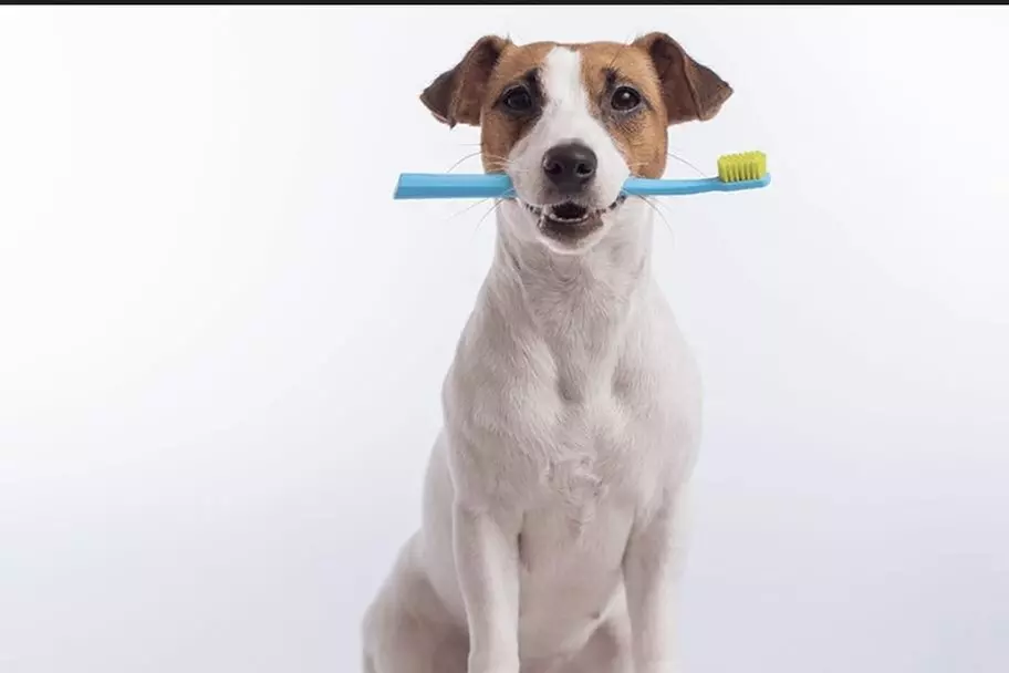 $27.50 For $55 Worth Of Spa Bath For Dog Under 40lbs