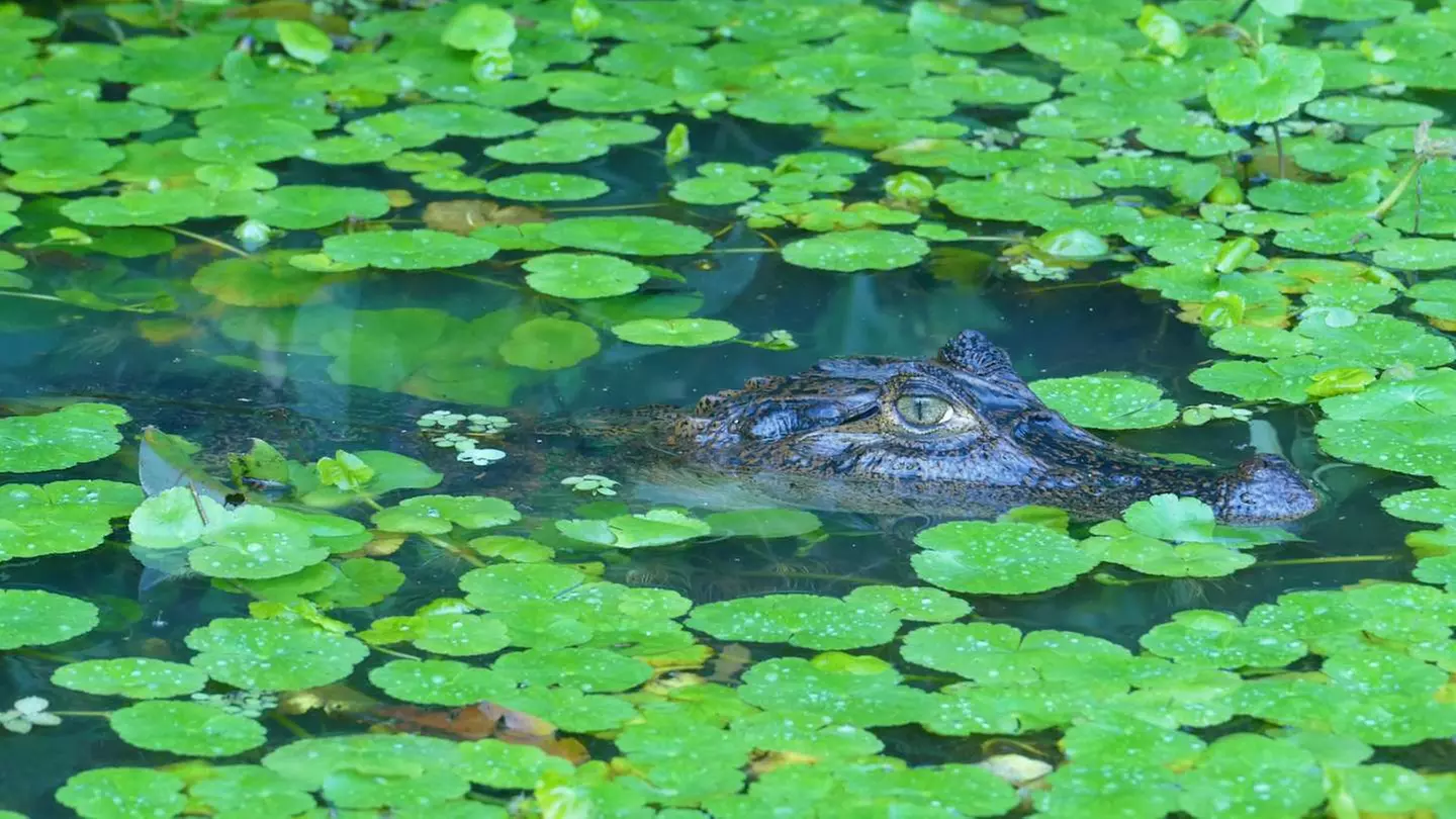 ✈ COSTA RICA | San José - Costa Rica auf eigene Faust, 7 Nächte - R...
