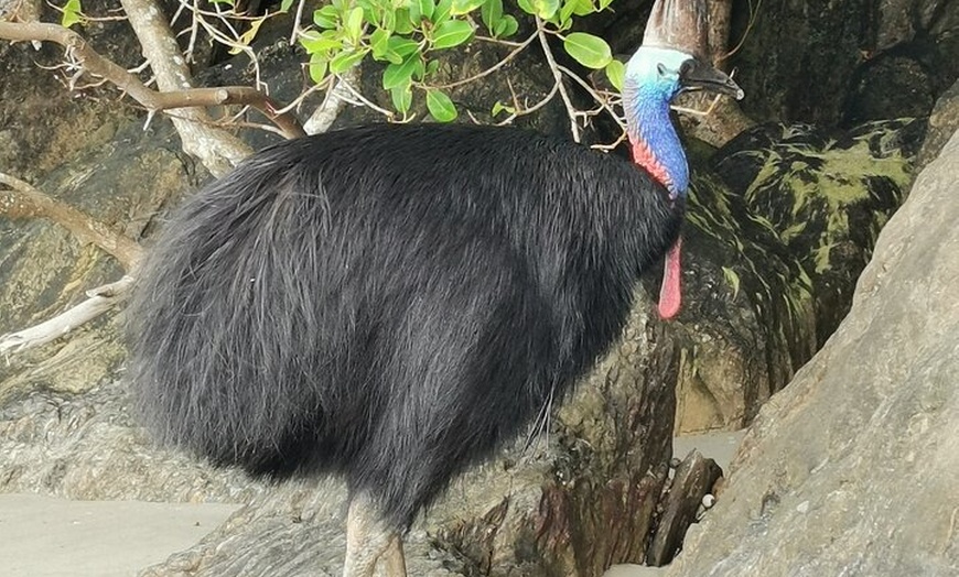 Image 3: Kuranda Tour Express Adventure