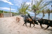 Swimming Pigs Of Rose Island Express Water Taxi Nassau Bahamas - Second Medium