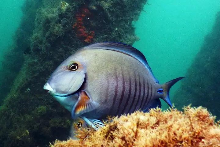 Experience Peanut Island Adventures with Go Pro