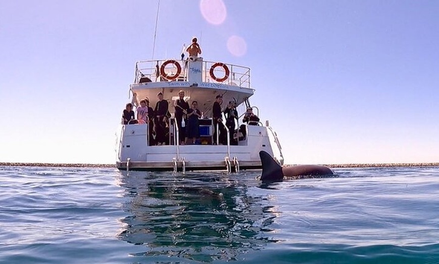 Image 6: Swim with Wild Dolphins Day Tour