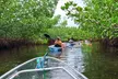 2-Hour Clear Kayak Mangrove Tunnel Eco Tour - Sarasota - Second Medium