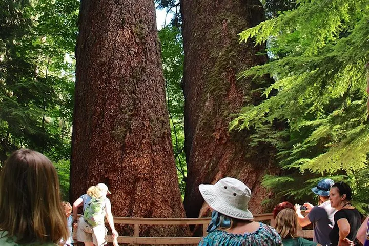 Best of Mount Rainier National Park from Seattle: All-Inclusive Sma...