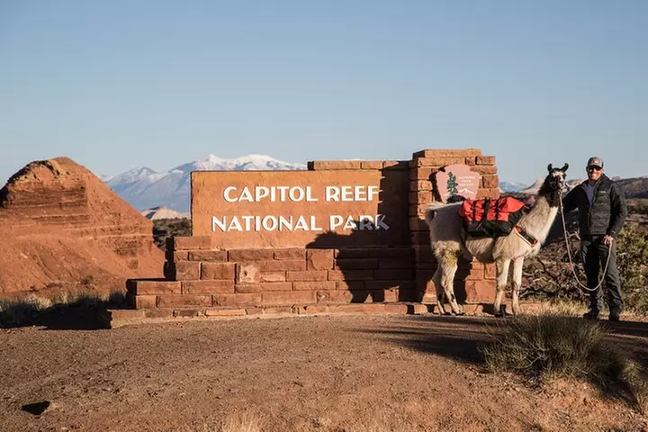 1-Hour Llama Hike Family Friendly and Fun