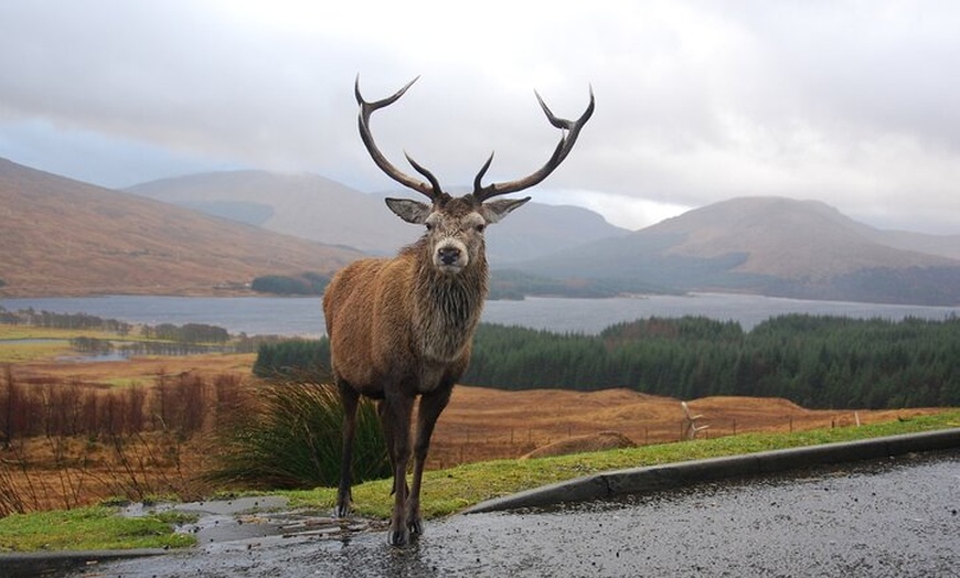 Image 21: Whisky Tour Oban Glencoe Lochs Castle Private Tour from Edinburgh