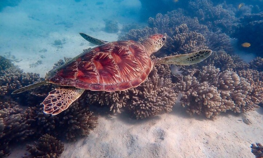 Image 2: Ningaloo In A Full day Hike and Snorkel Tour