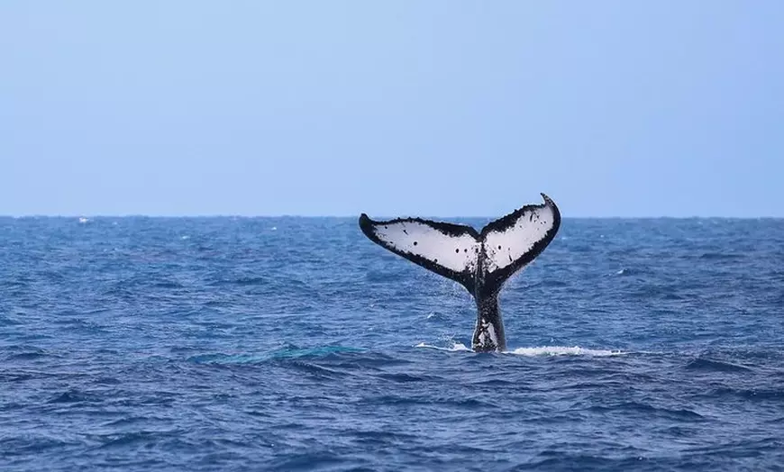 Image 8: Whale Watching Tour & Fitzroy Island From Cairns