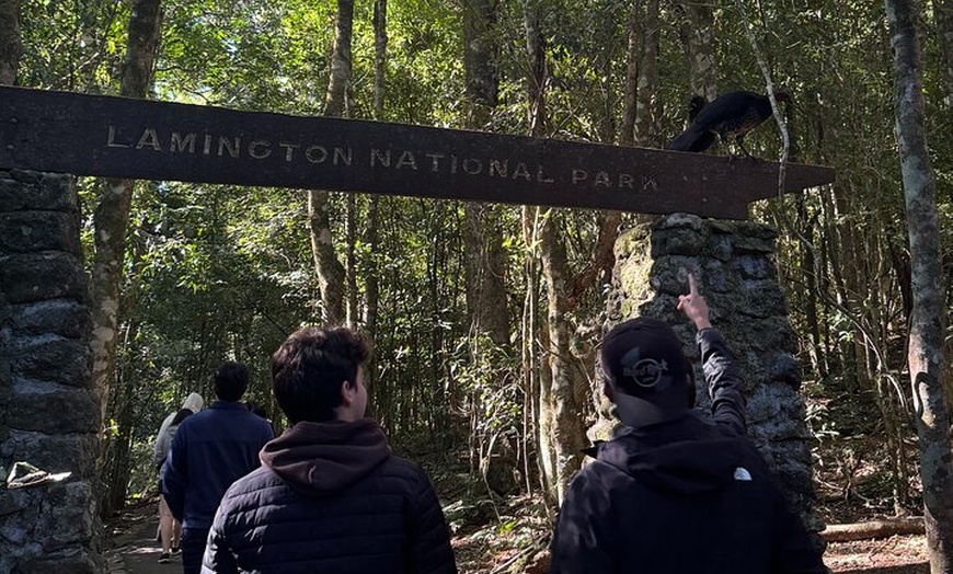 Image 10: Lamington Day Tour O'Reilly's Treetop, Wildlife and Wine Tasting