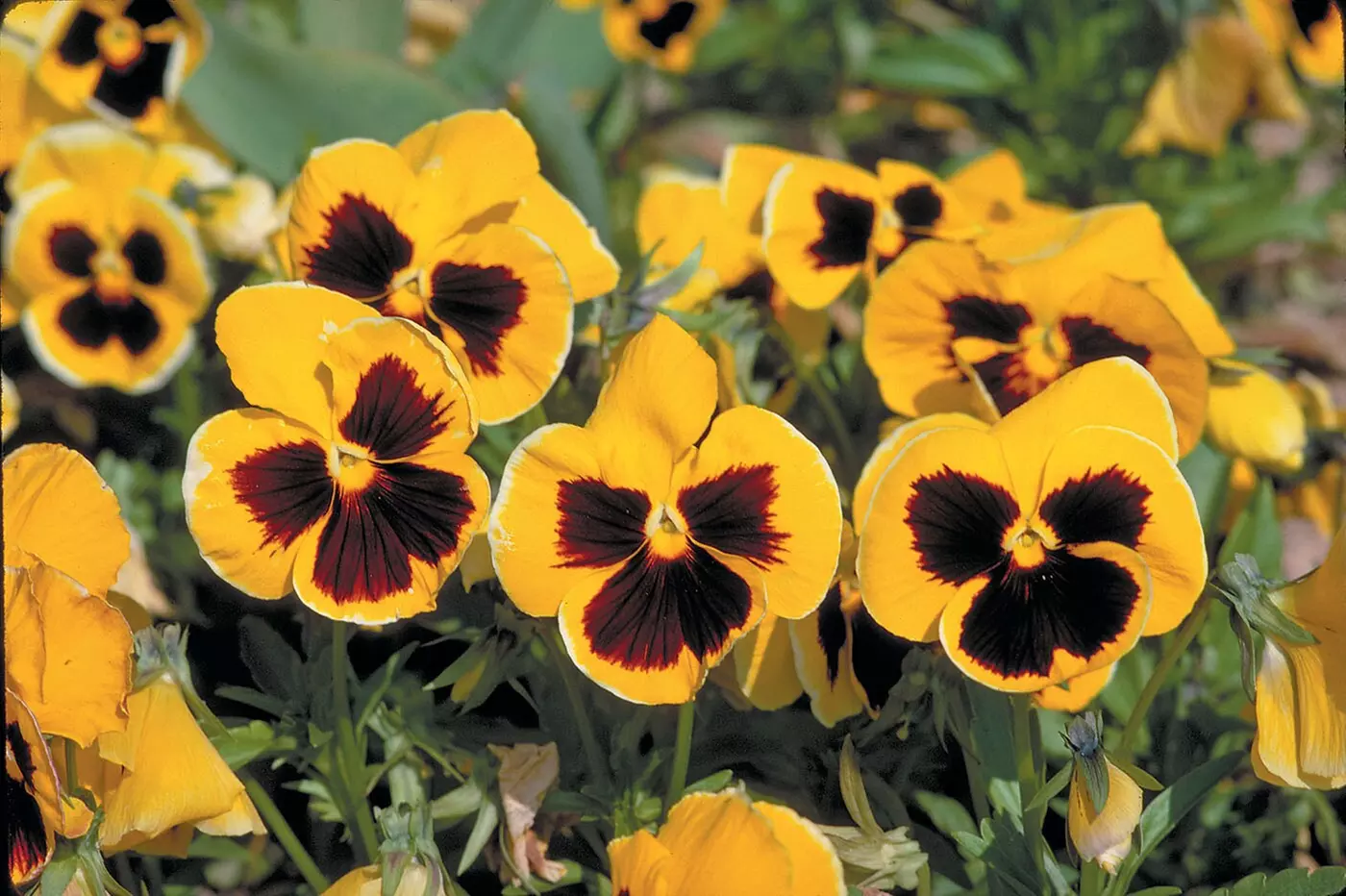 $40 For $80 Toward Your Choice Of Plants & Supplies