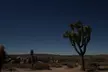 1-day Private Tour to Joshua Tree National Park from Los Angeles - Second Medium