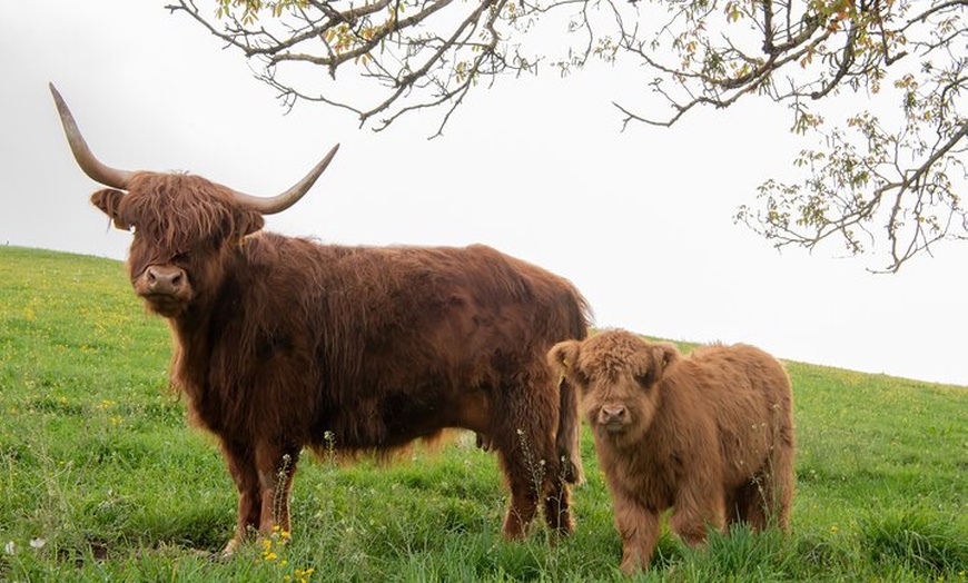 Image 6: Private Highlands Tour - Ullapool Shore Excursion