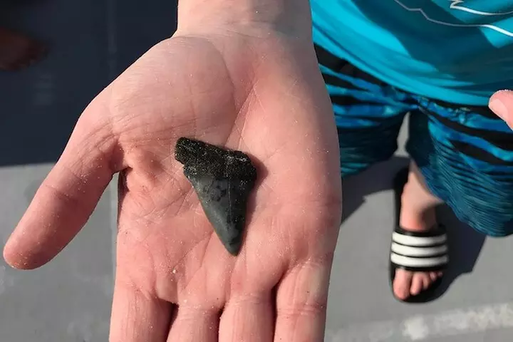 2.5 Hour Shell Key Island Adventure Including Dolphins And Shells