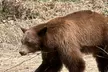 Driving Tour West Glacier National Park (excludes Sun Road) - Second Medium