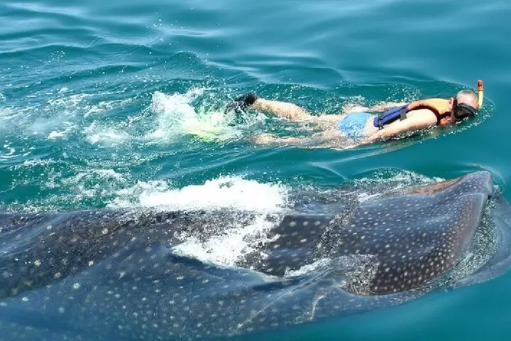 Swim with Whale Shark from Cancun - Second Medium