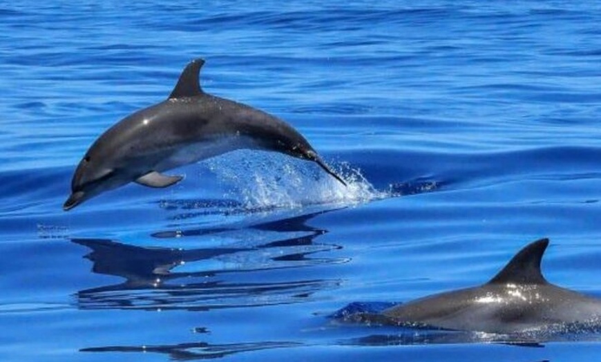 Image 3: Benalmádena: Vela y observación de delfines con aperitivos y bebidas