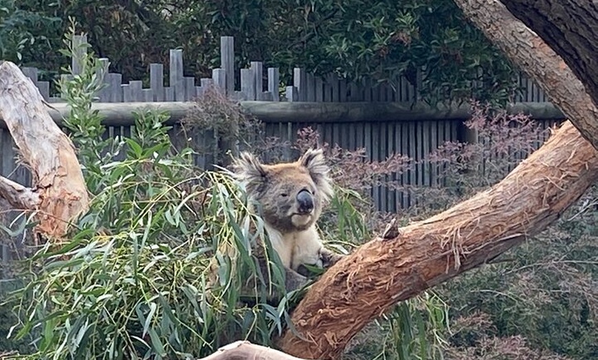 Image 6: Phillip Island Tour with Italian Guide
