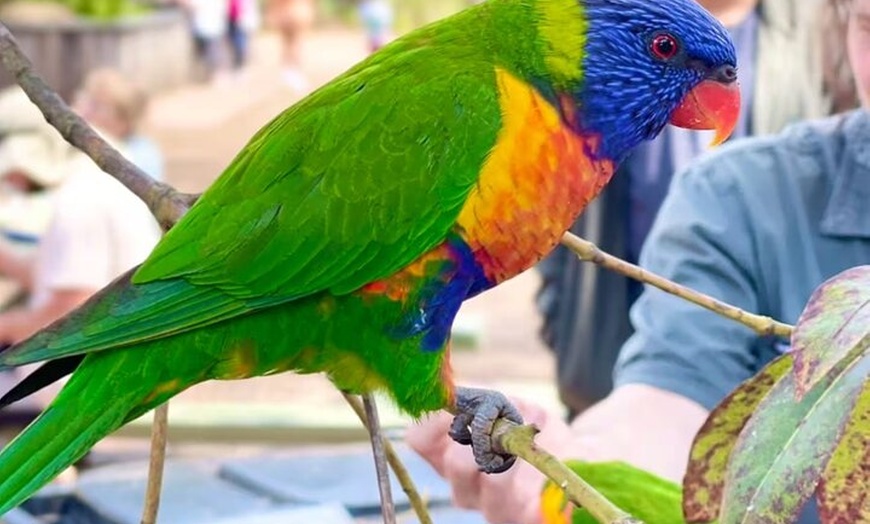 Image 4: Baby Animals, Boomerangs and BBQ Lunch