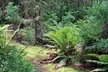 Private Redwood Forest Hiking Tour - Second Medium