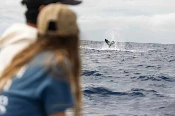 Eco-Raft Tour: Intro to Hawaiian History & Whale or Dolphin Watch