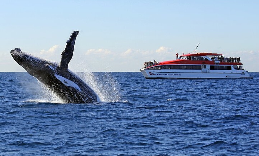 Image 3: Sydney Whale Watching Cruise from Circular Quay