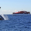 Image 3: Sydney Whale Watching Cruise from Circular Quay