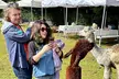 Alpaca Picnic - Immersive Animal Encounter - Seattle Experience - Second Medium