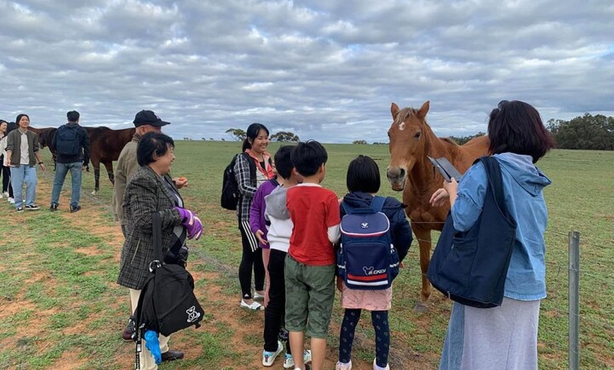 Image 5: Boshack Farm - Animal, Wildlife, Stargazing Nature Aussie culture