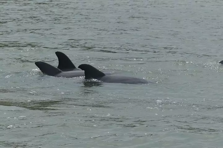 90-Minute Private Dolphin Tour in Hilton Head Island