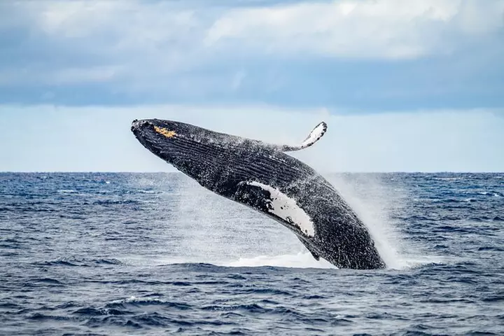Maui Premium Sunset Dinner Cruise from Ka'anapali Beach