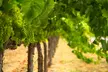 Serene and Romantic Wine Tasting Next to the Vines in Napa Valley - Second Medium