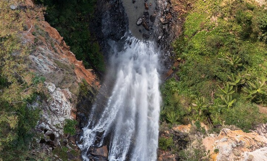 Image 9: Kangaroos, 6 Springbrook Waterfalls and Natural Bridge Day Tour