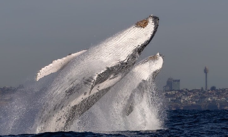 Image 9: Private Luxury Intimate Whale Watching