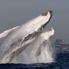 Image 9: Private Luxury Intimate Whale Watching