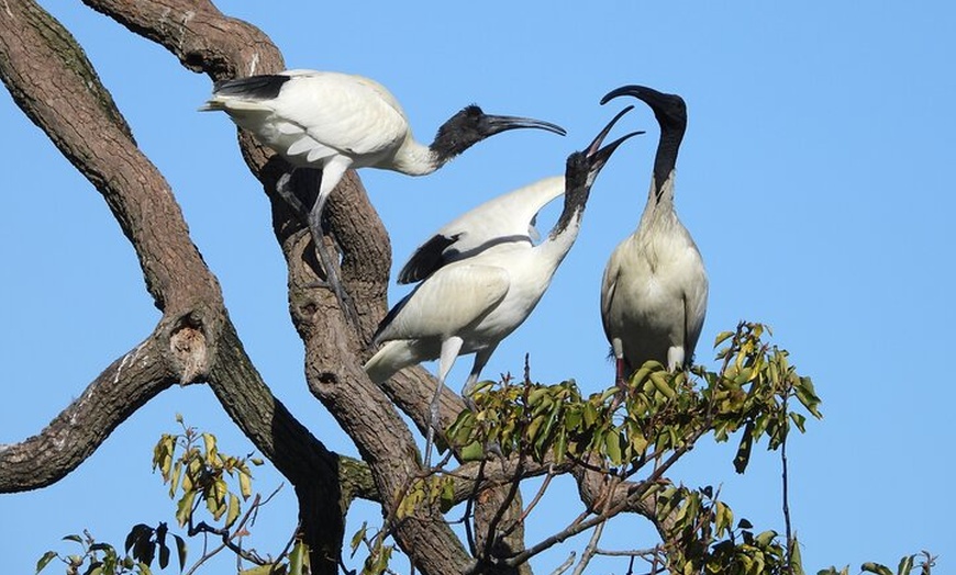 Image 15: Sydney Guided Wildlife Walk Explore Birds and Nature