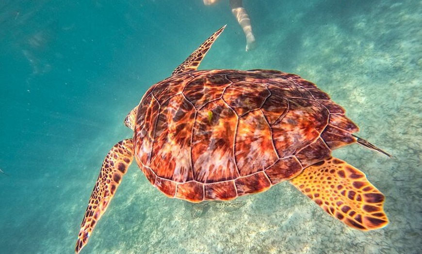 Image 23: Tulum Ruins, Sea Turtles & Cenote Swim Adventure Tour