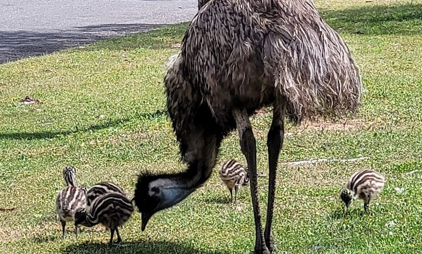 Image 6: Oyster Adventure in Coffin Bay (Coffin Bay Pick Up)