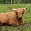 Image 1: The Highland Cows Experience in Scotland
