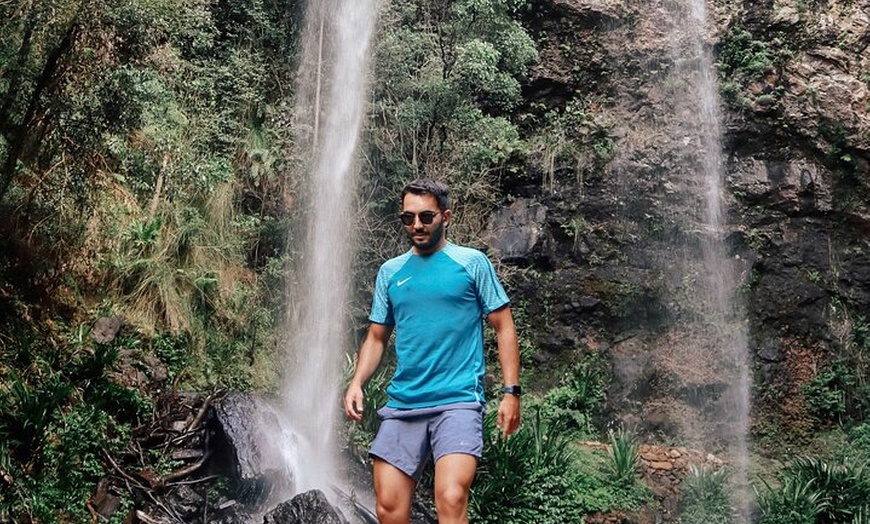 Image 6: Kangaroos, 6 Springbrook Waterfalls and Natural Bridge Day Tour