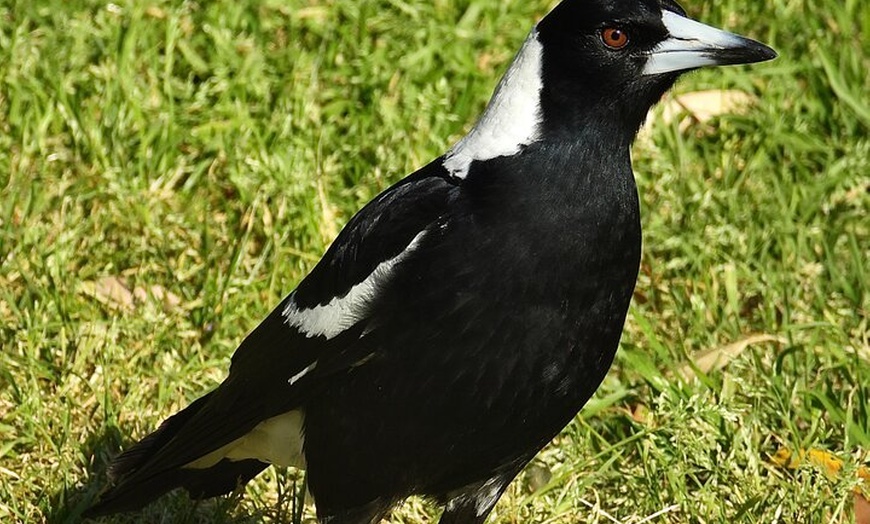 Image 6: Sydney Guided Wildlife Walk Explore Birds and Nature