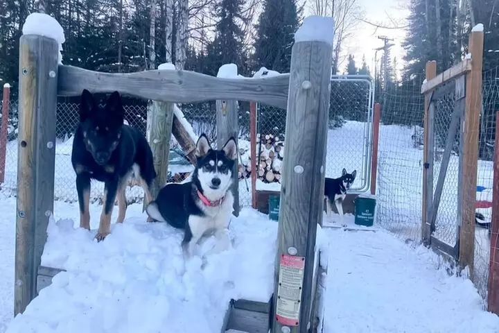 Sluice Box Kennel Alaskan Homestead & Husky Life Experience